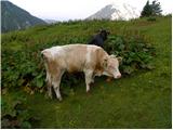 Vranček - Planina Korošica